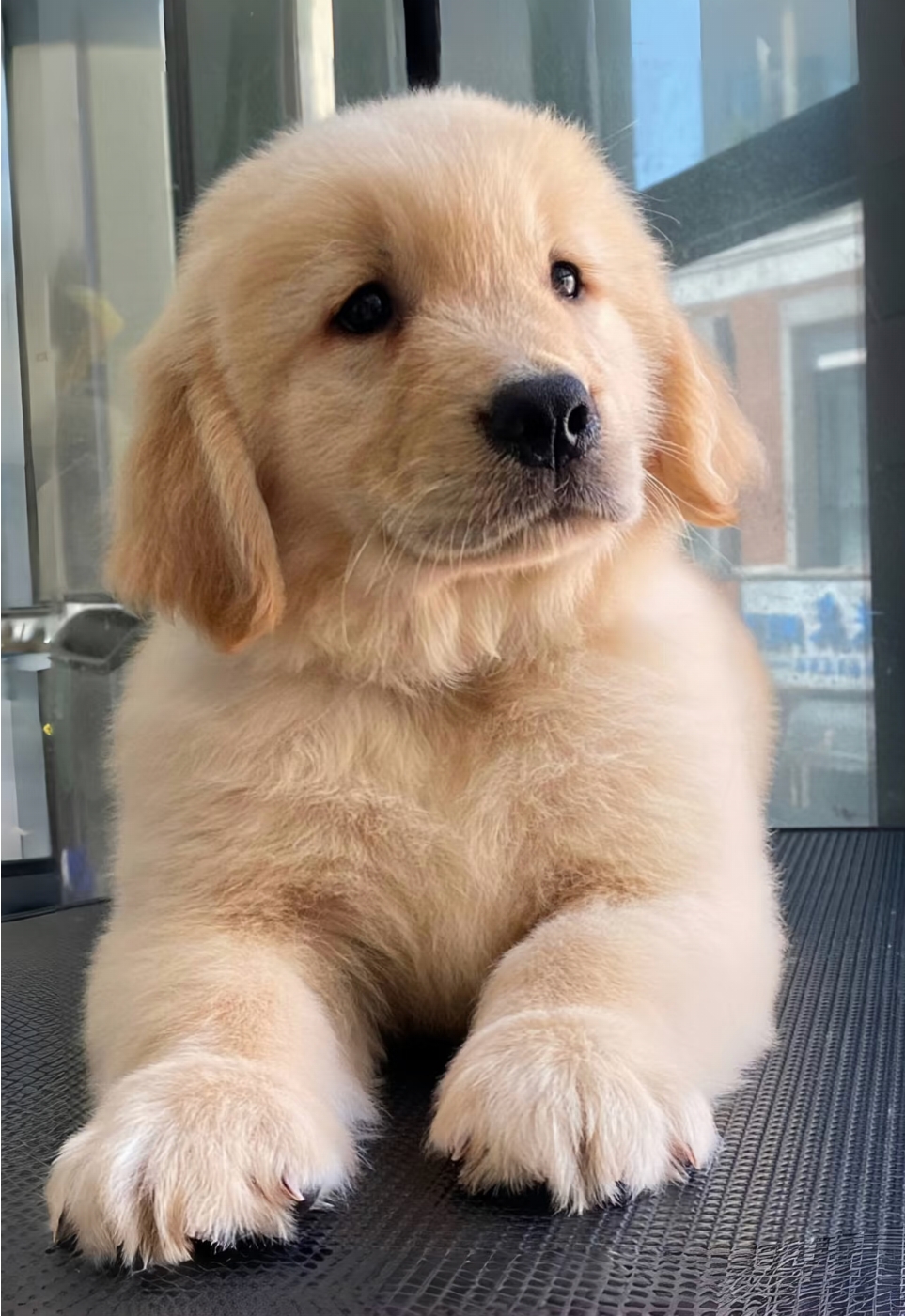 金毛家庭陪伴犬